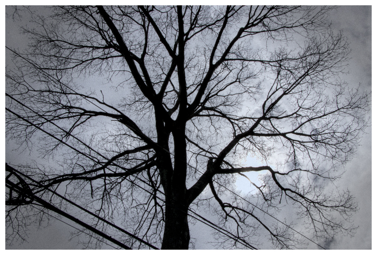 Scorcio del luogo in B/N. Elaborazione albero