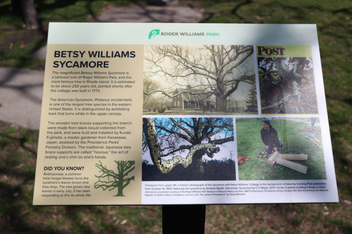 Scorcio del luogo in B/N. Elaborazione albero