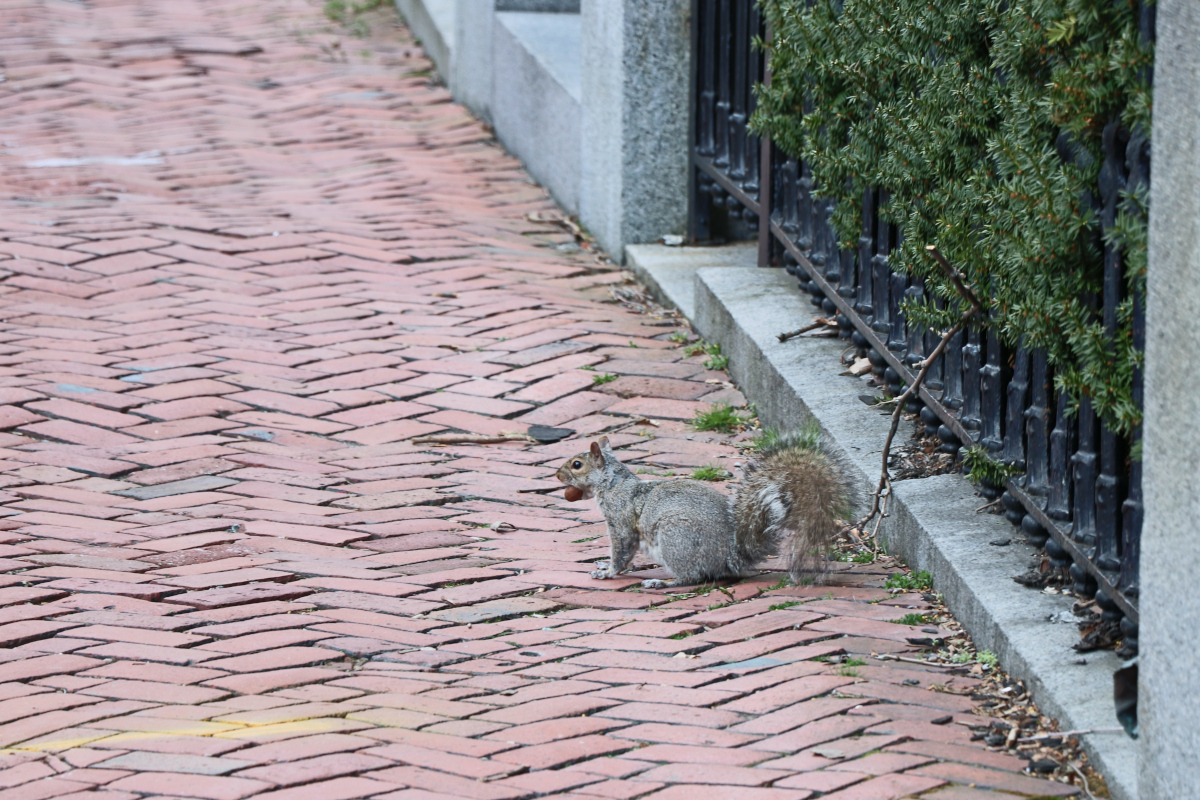 Scoiattolo Providence